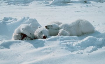 Sleep: the key to language learning?